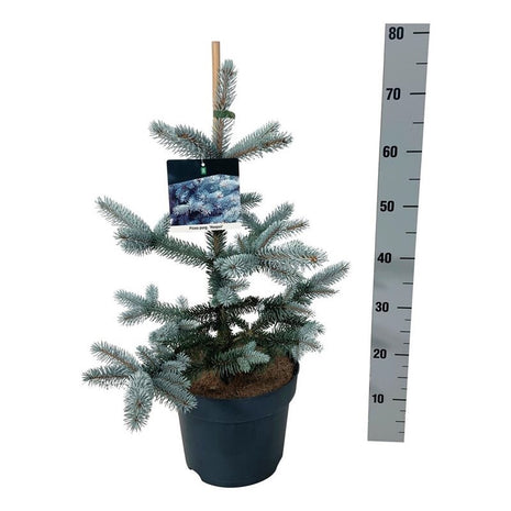 Picea pungens "Hoopsii"