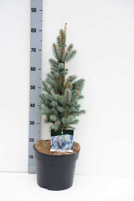 Picea pungens "Iseli Fastigiate"