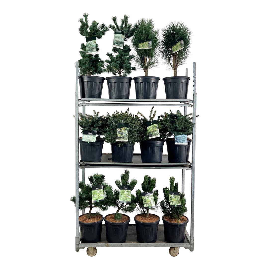 Picea &amp; Pinus i sorter C7,5 (7,5 liters kruka) 40-50 cm