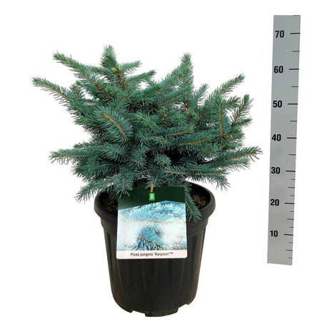 Picea pungens "Karpaatit"