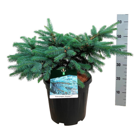 Picea pungens "Karpaatit"