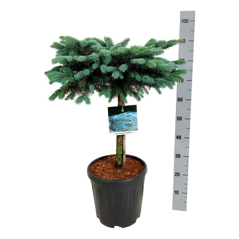 Picea pungens "Karpaatit"