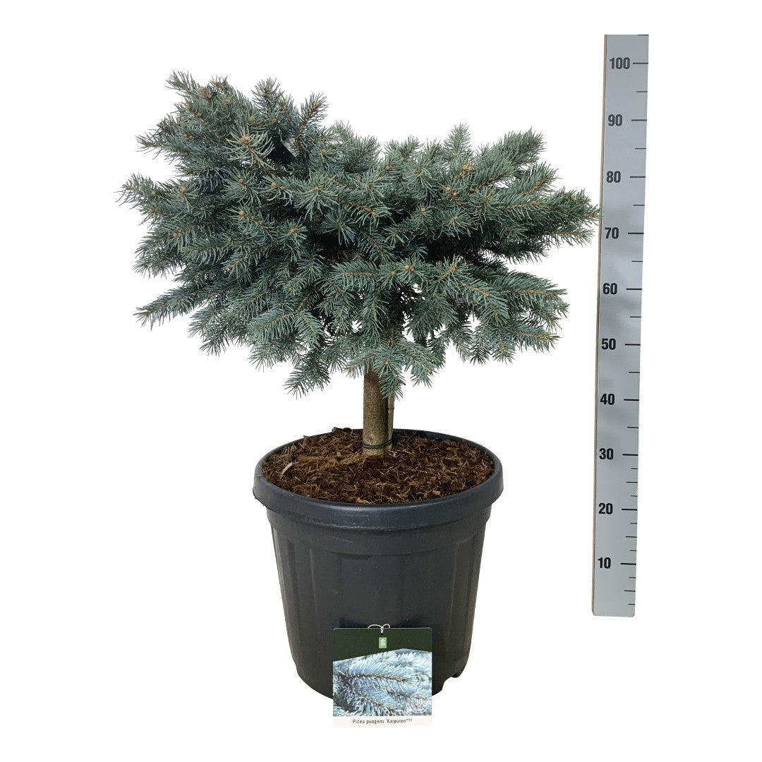 Picea pungens &