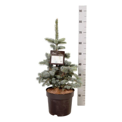 Picea pungens &