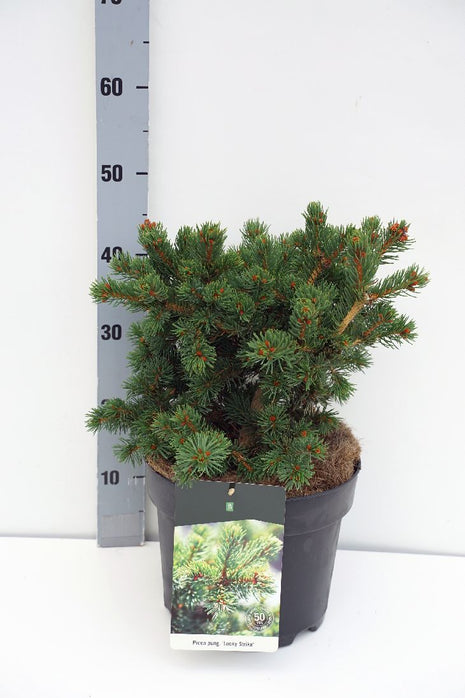 Picea pungens "Lucky Strike"