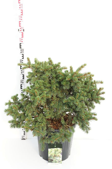 Picea pungens "Lucky Strike"