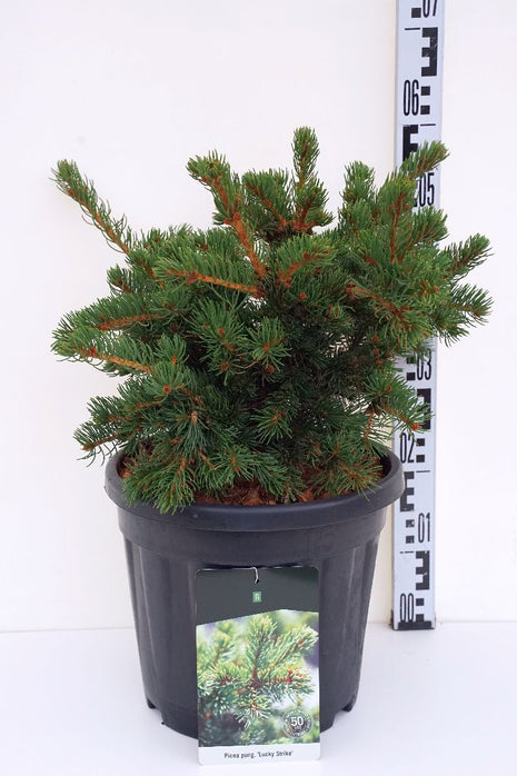 Picea pungens "Lucky Strike"