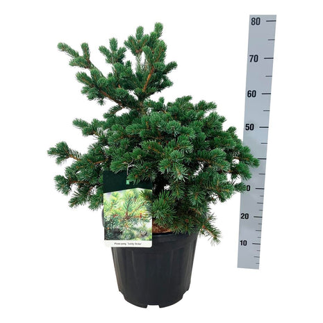 Picea pungens "Lucky Strike"