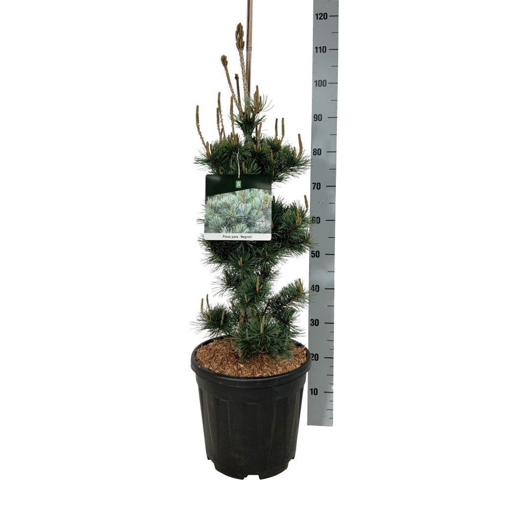 Pinus parv. &