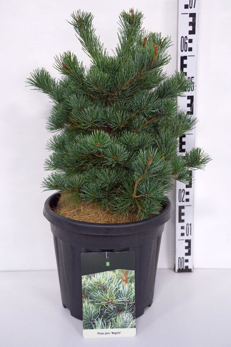 Pinus parv. 'Negishi'