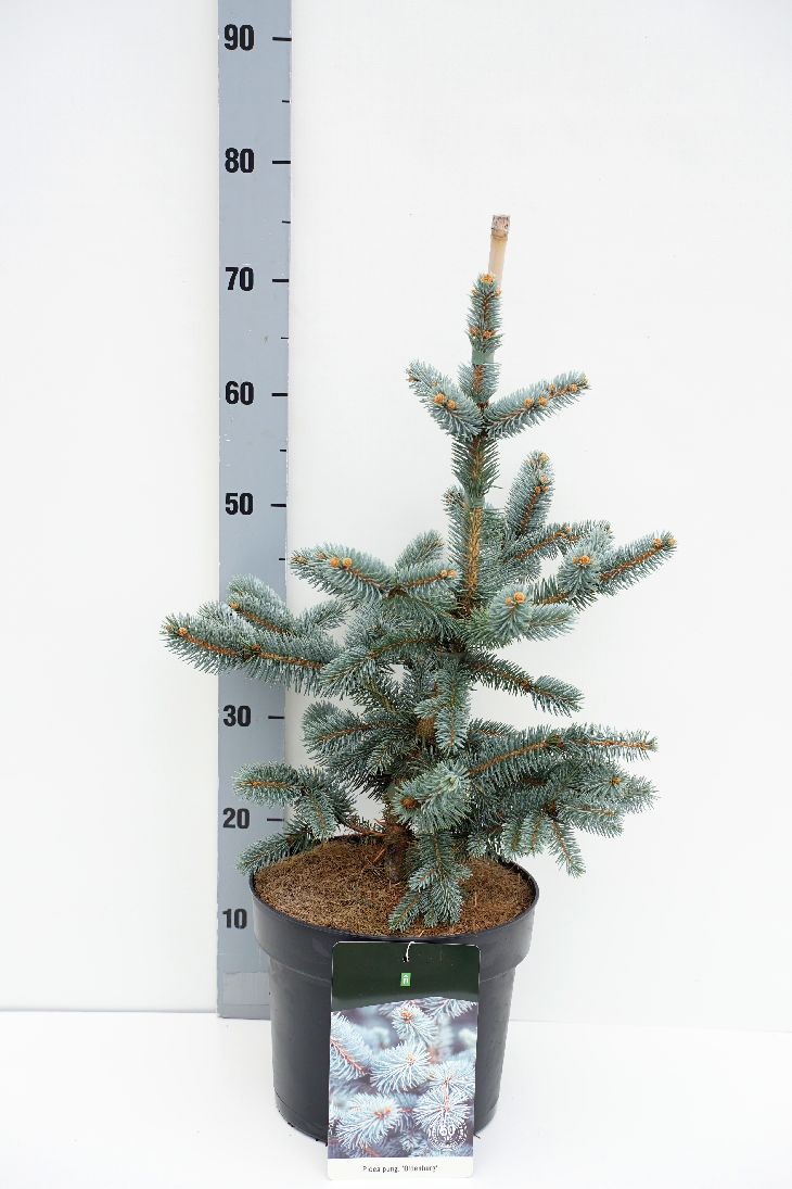 Picea pungens &