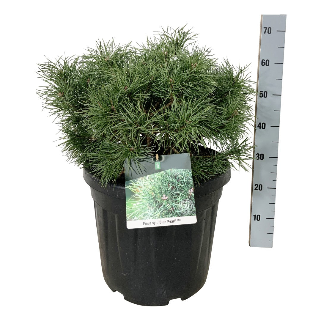 Pinus sylv. &