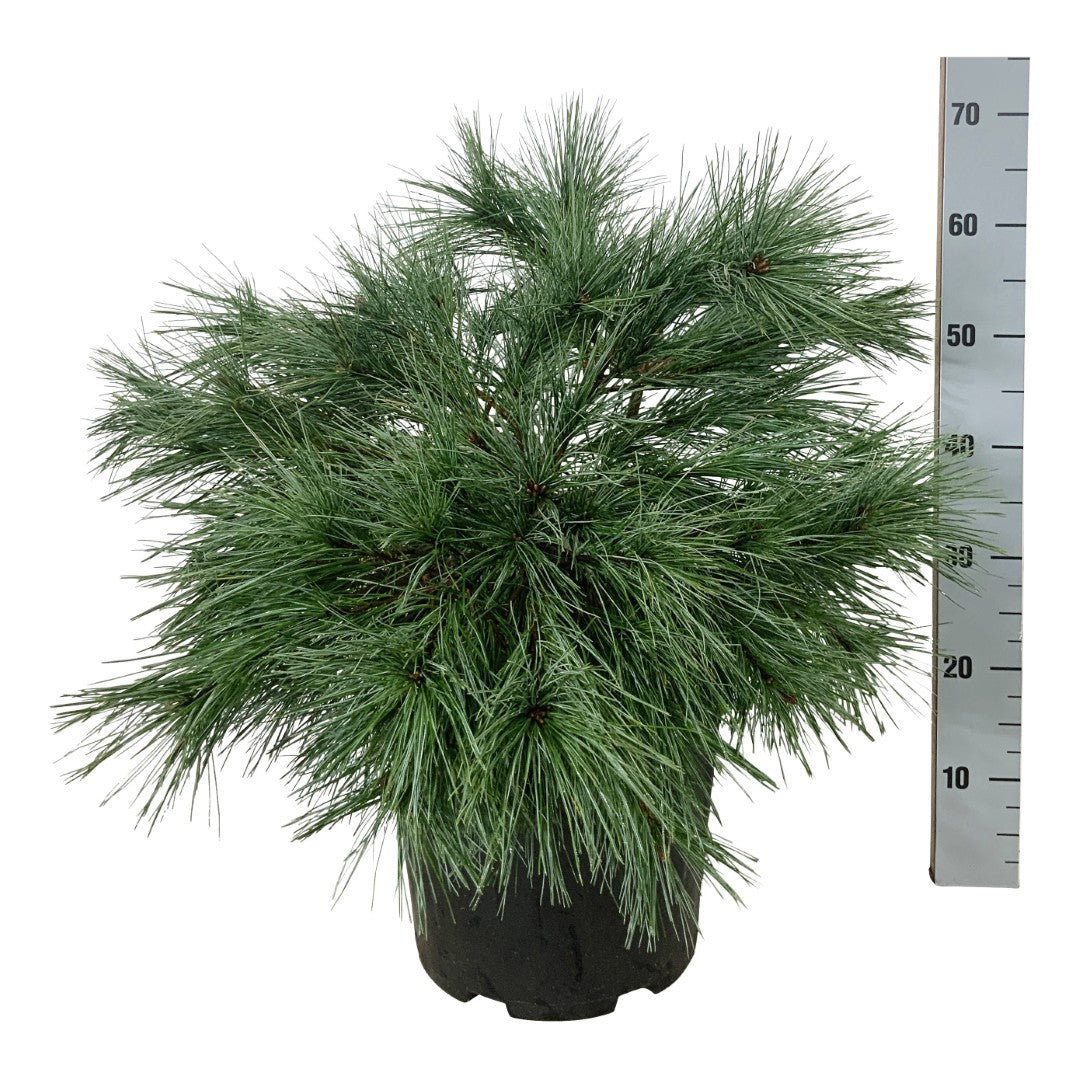 Pinus strobus &