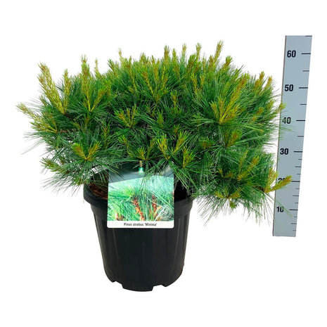 Pinus strobus "Minima"