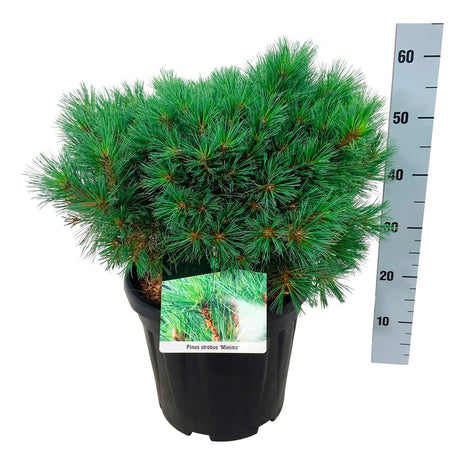 Pinus strobus 'Minima'