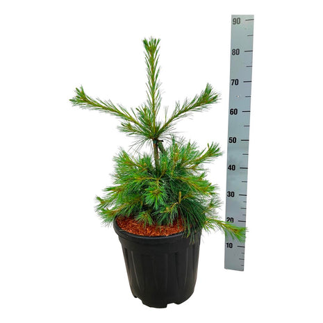 Pinus strobus "Niagara Falls"