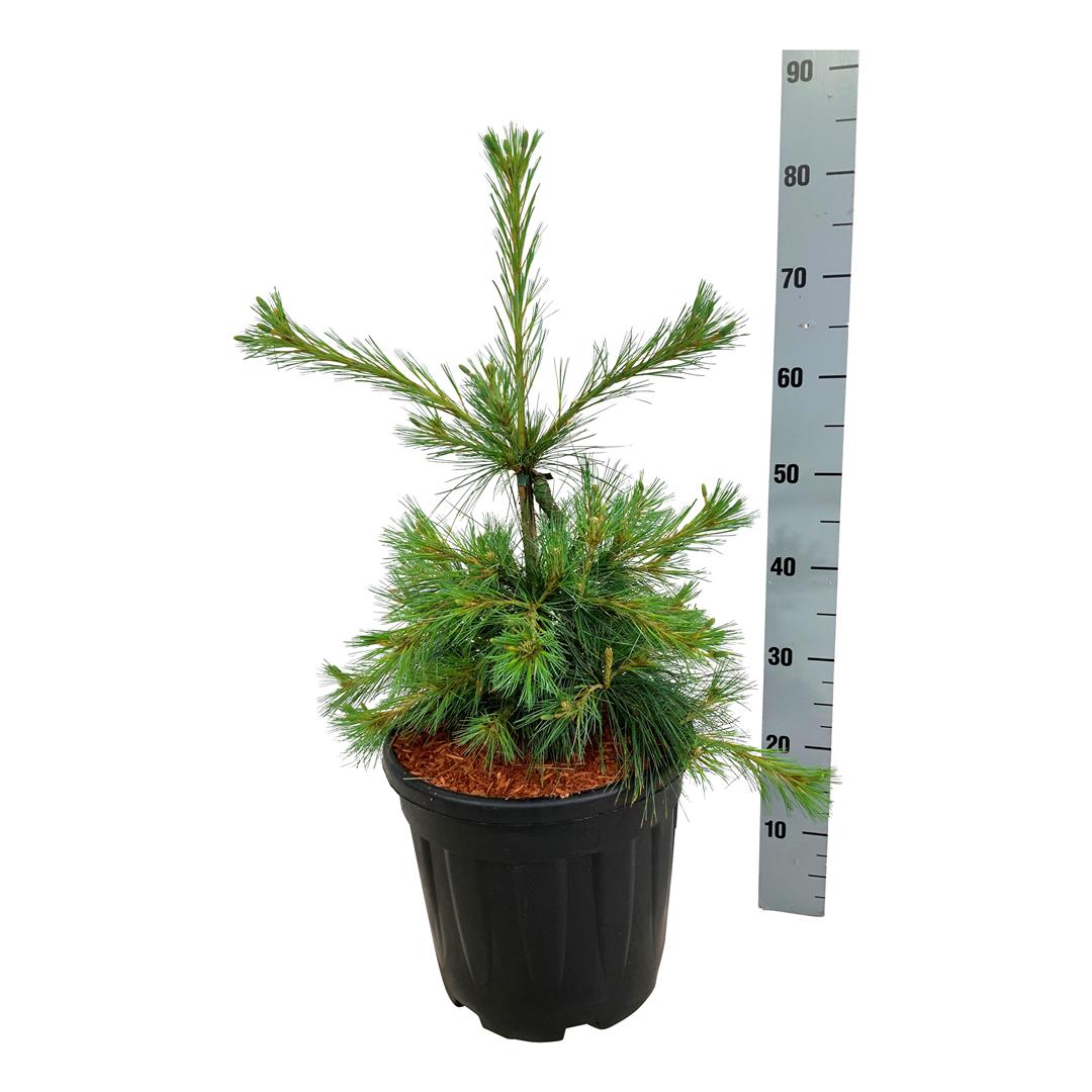 Pinus strobus &