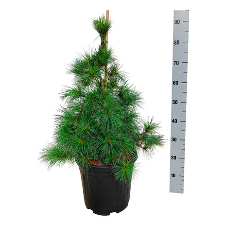 Pinus strobus 'Niagara Falls'