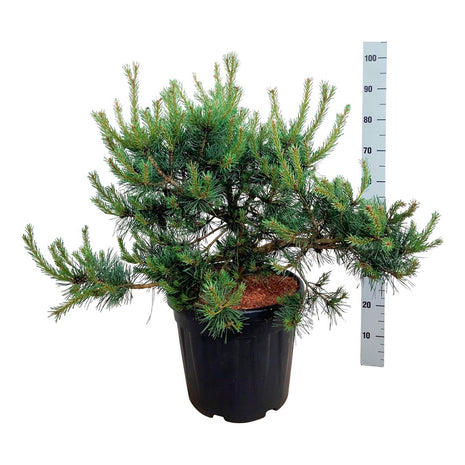 Pinus sylve. 'repens'