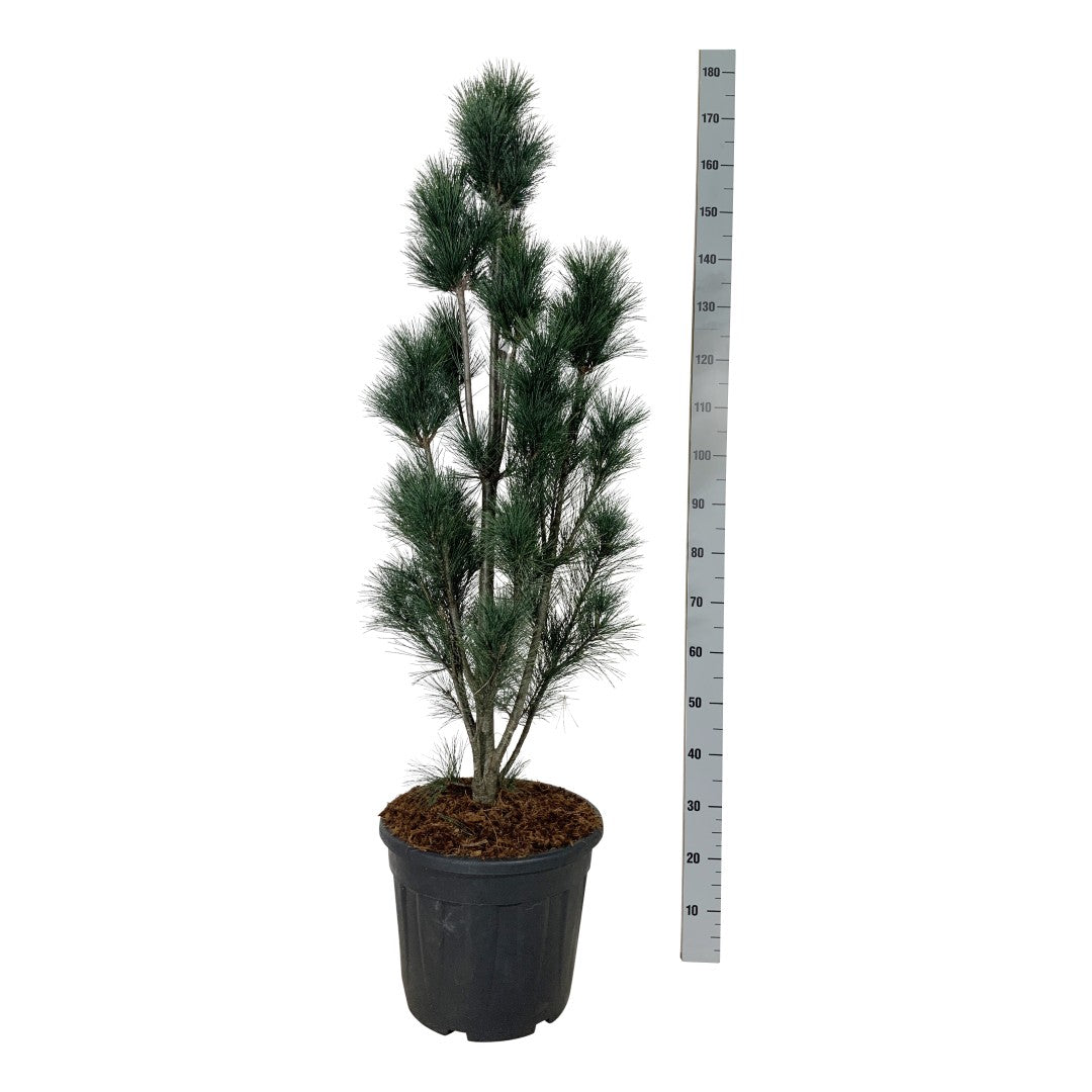 Tall strobus &