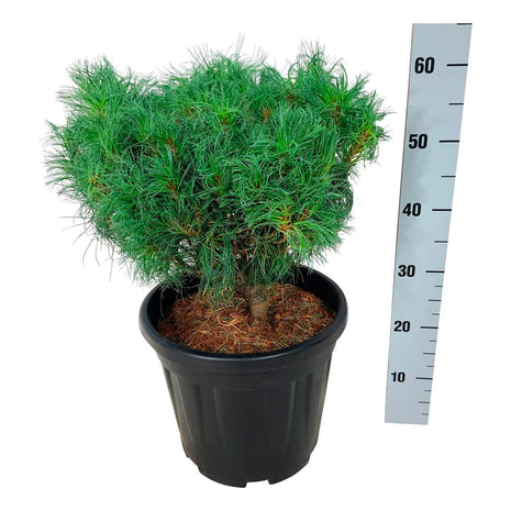 Pinus strobus "Tiny Curls"