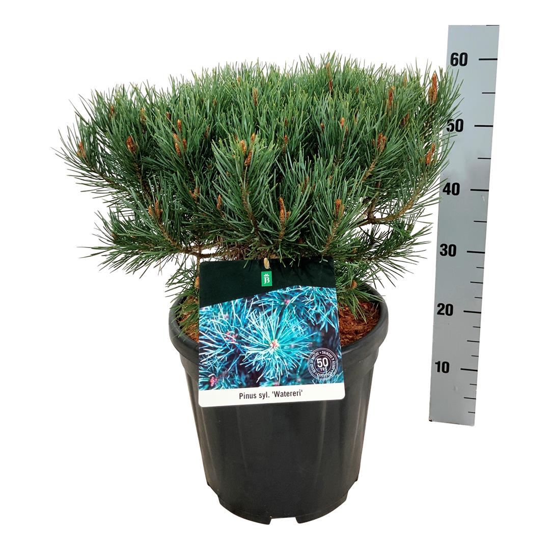 Pinus sylv. &