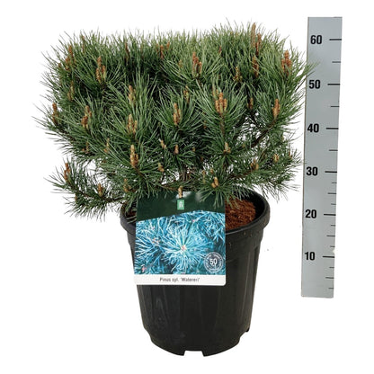 Pinus sylvestris &