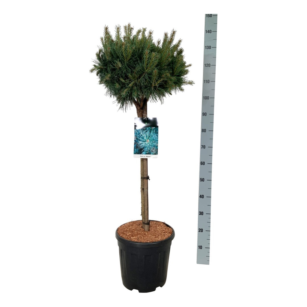 Tall sylv. &