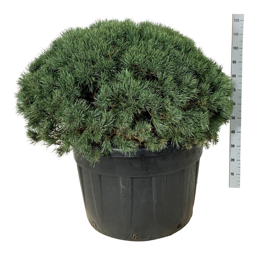 Pinus sylvestris &