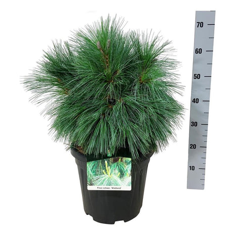 Pinus schwerinii 'Wiethorst'