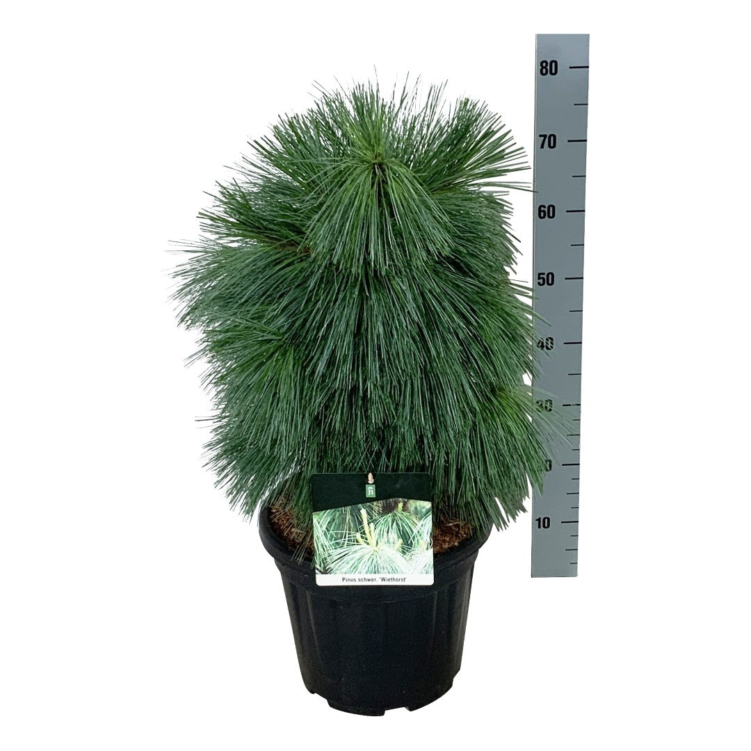Tall schwerinii &