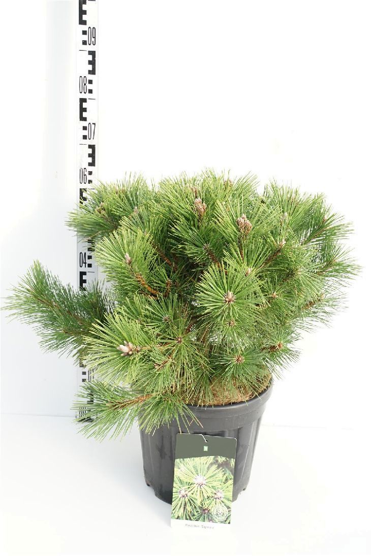 Pinus thunbergii &