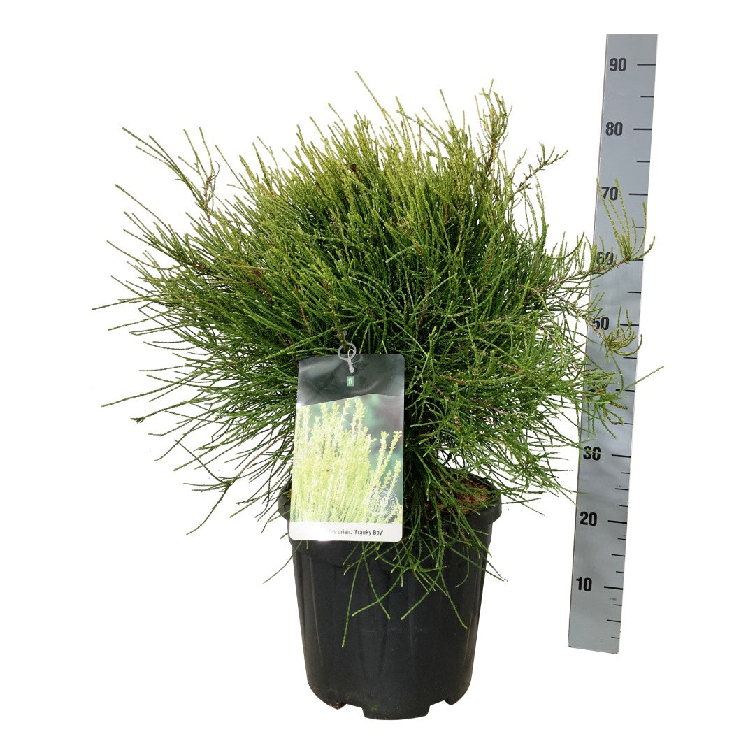 Platycladus or. &