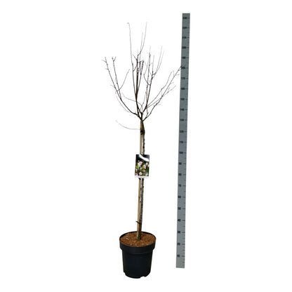 Prunus cer. &