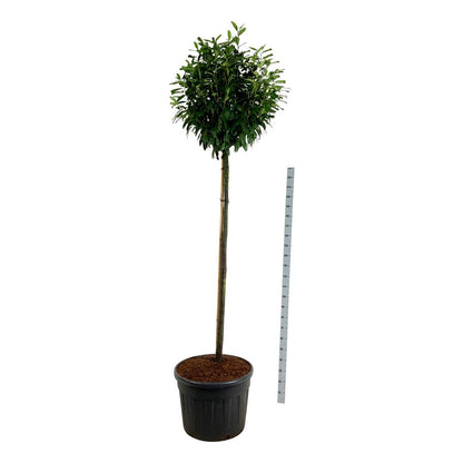 Prunus laurocerasus &
