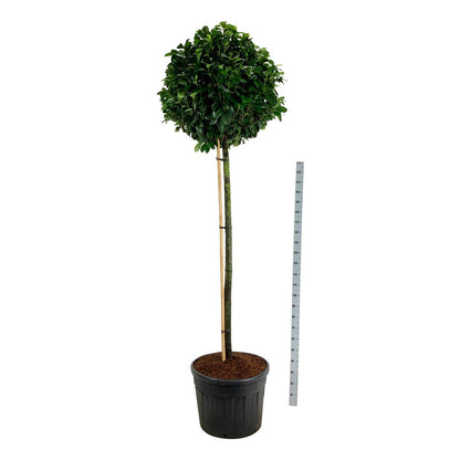 Prunus laur. &