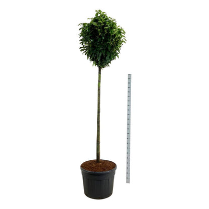 Lagerhägg Prunus laur. &