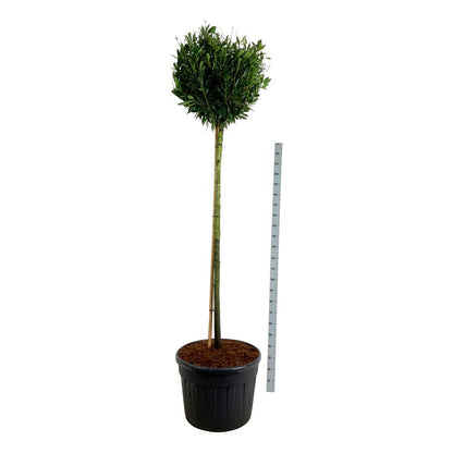 Prunus laurocerasus &