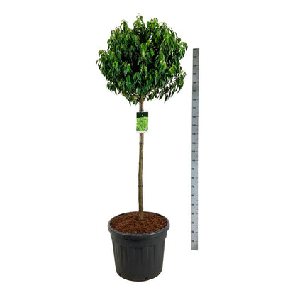 Prunus lus. &