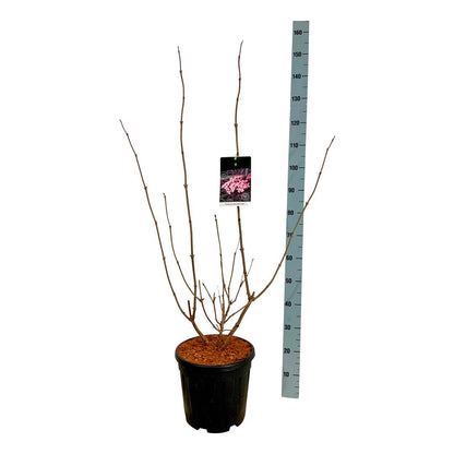 Sambucus nigra &