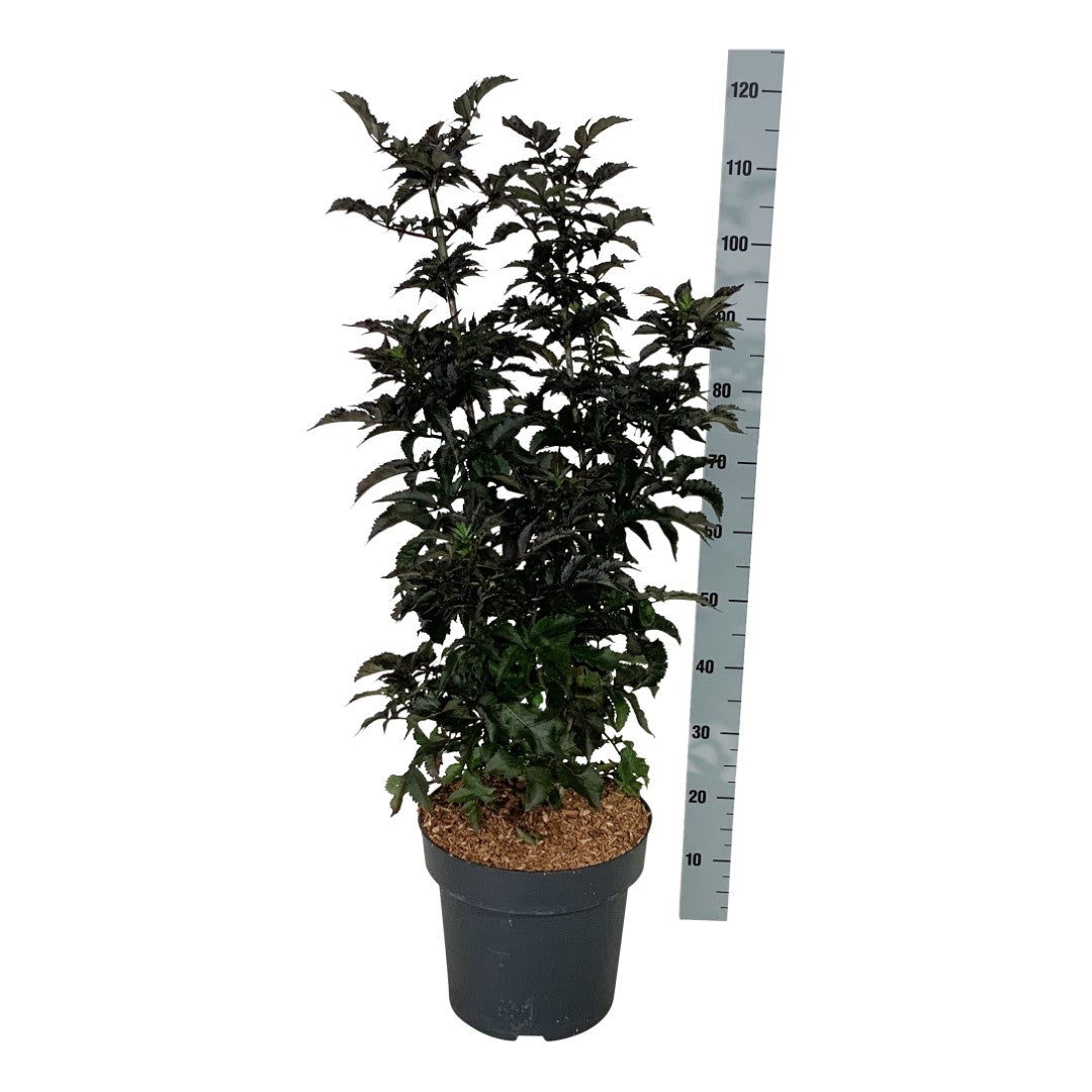 Sambucus nigra &