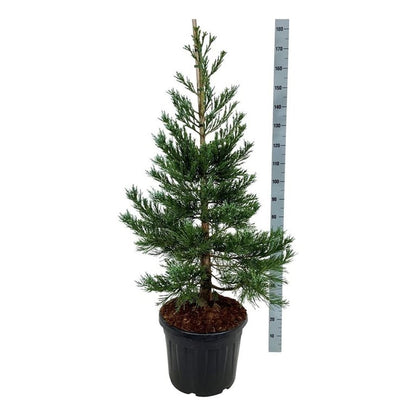 Sequoiadendron gig. &