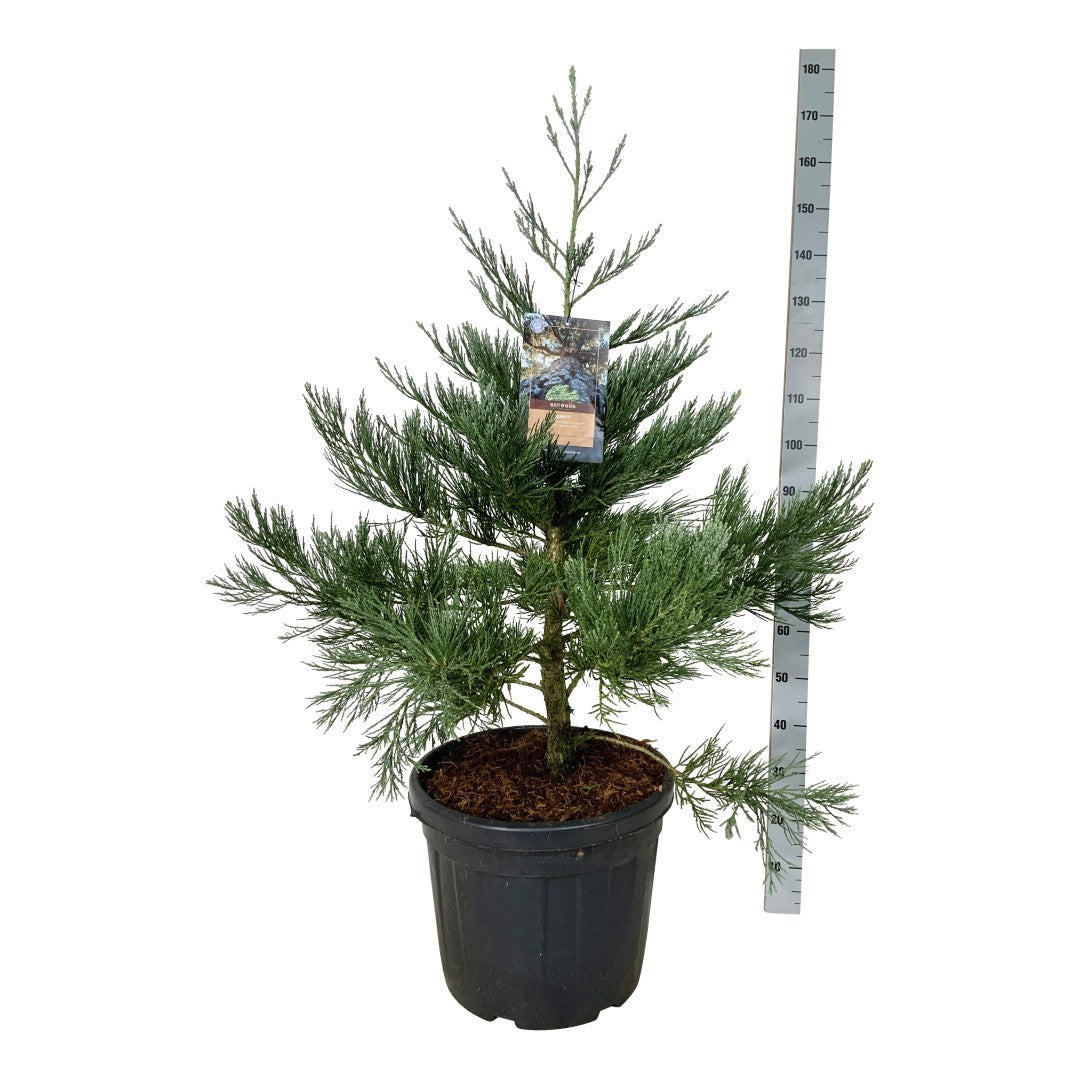 Sequoiadendron gig. &