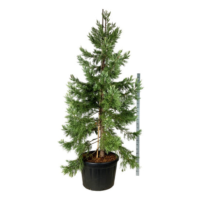 Sequoiadendron giganteum &