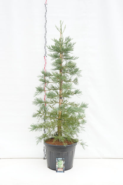 Sequoiadendron giganteum &