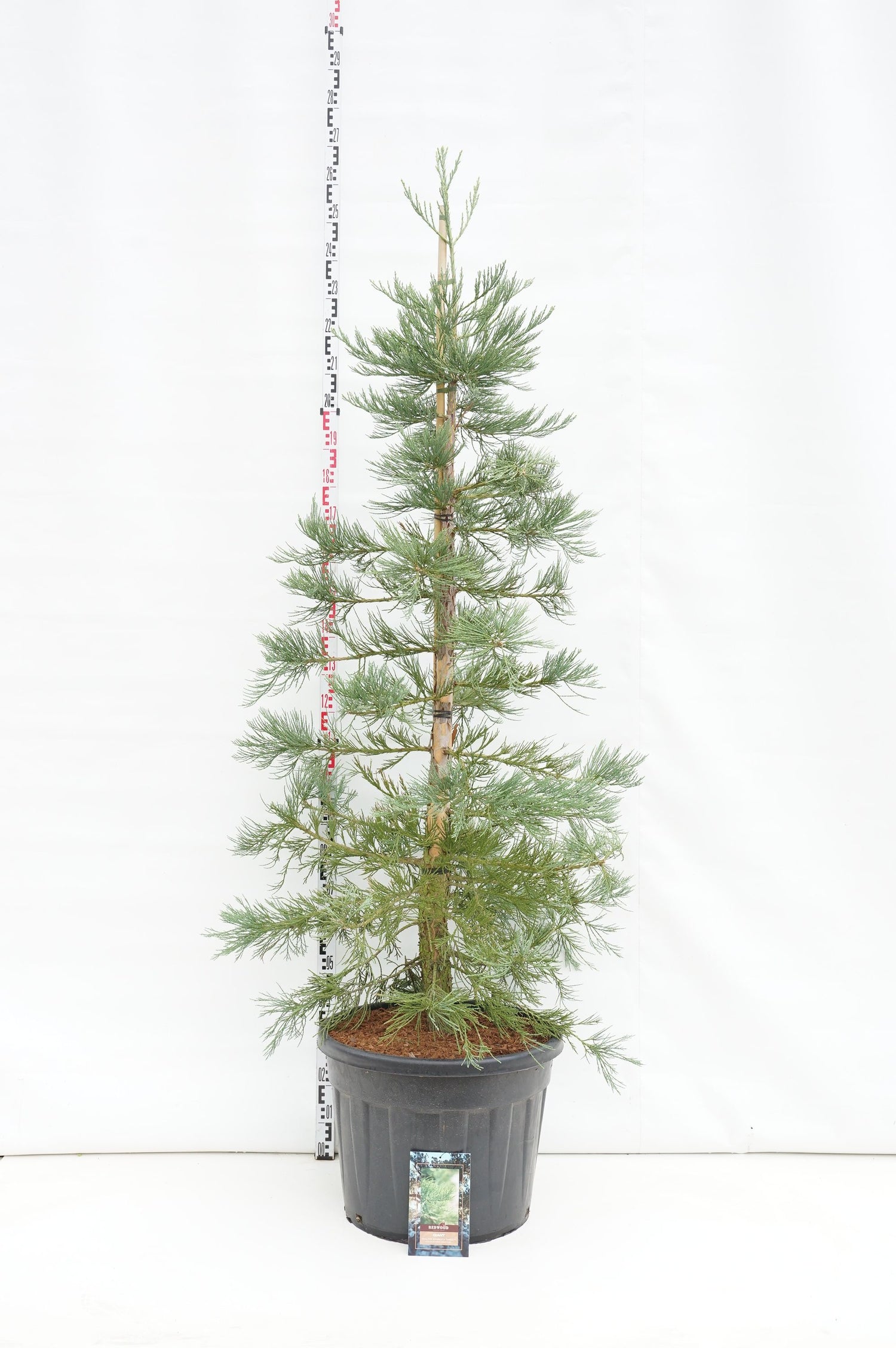 Sequoiadendron giganteum &