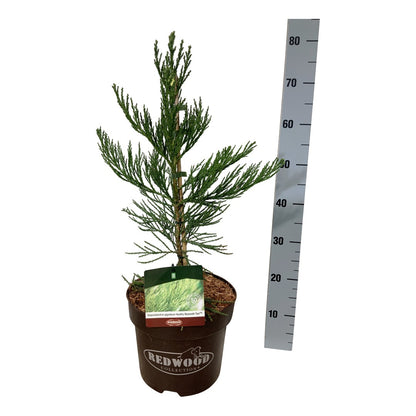Sequoiadendron gig. &