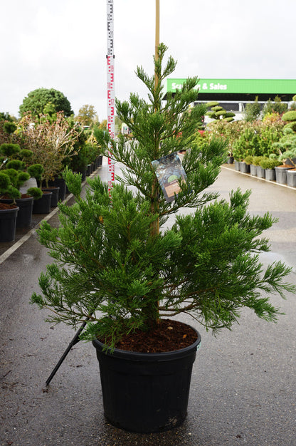Sequoiadendron gig. &