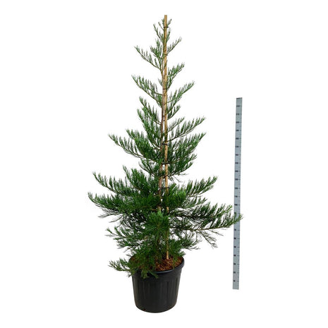 Sequoiadendron keikka. 'Puuterinsininen'