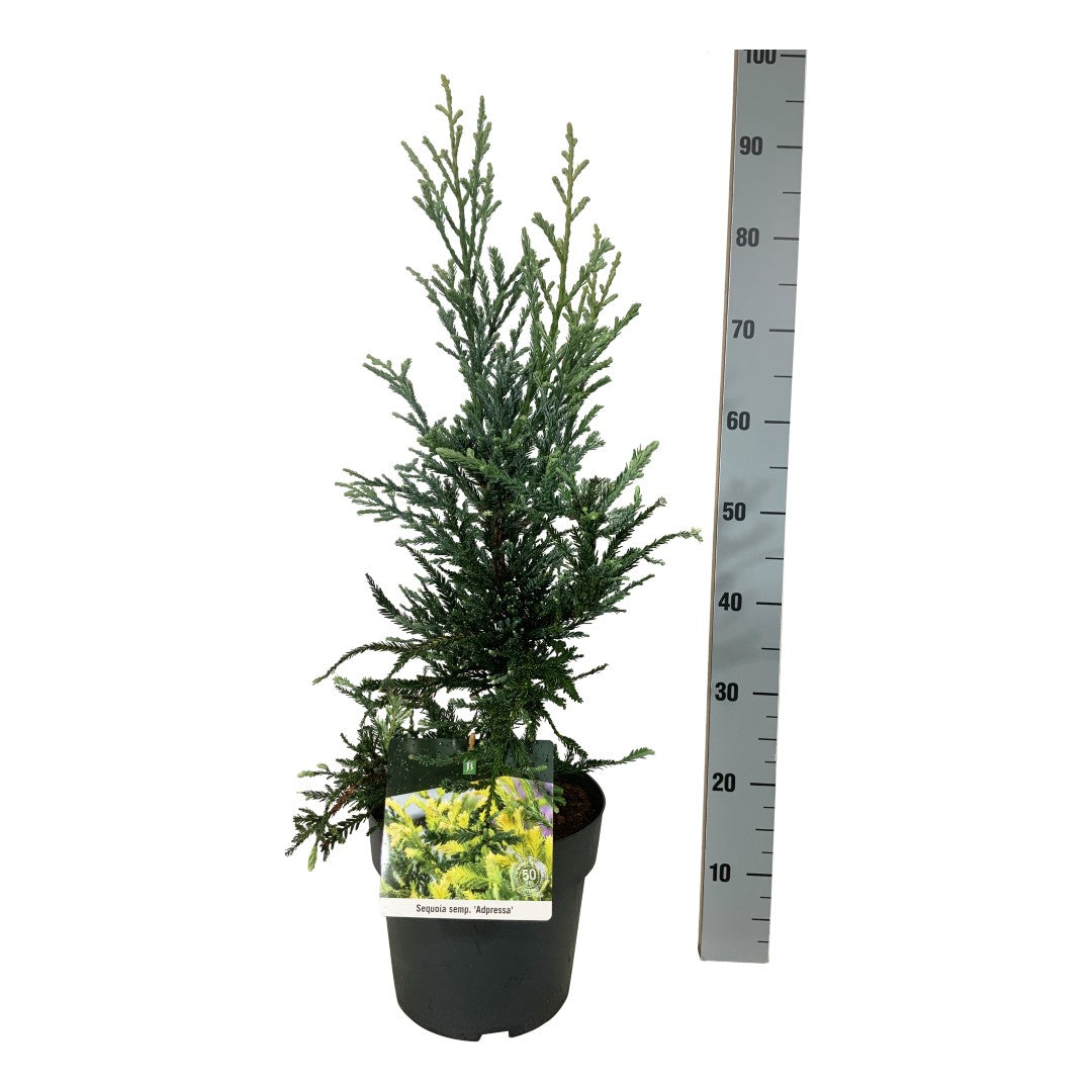Sequoia sempervirens &